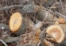 Варварство: более 200 деревьев вырублено в Ялтинском заповеднике