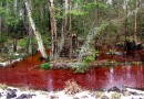 В Калининграде тоже появились красные реки