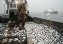 Европейский союз поддержал запрет на выброс рыбы