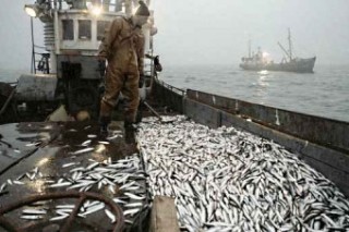 Европейский союз поддержал запрет на выброс рыбы