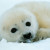 В Эстонии маленького тюленя бросили в беде все ответственные службы