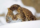 Новосибирский зоопарк передал японскому зоопарку Кобе Ожи самца дальневосточного леопарда