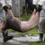 Около 1 тысячи мертвых свиней были обнаружены в реке, которая снабжает водой город Шанхай