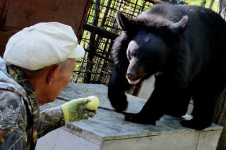 Приморские журналисты ищут средства для медведей, которые живут у пенсионеров