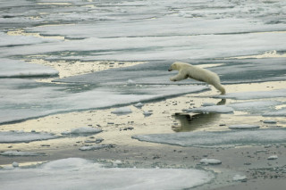 Отказ компании Шелл от бурений в Арктике должен служить примером для других компаний — WWF