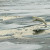 Отказ компании Шелл от бурений в Арктике должен служить примером для других компаний — WWF