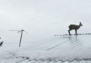 В Алтайском городе Майма по крышам домов бегала кабарга