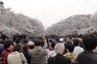 В Японии цветет сакура