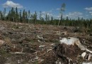 В России ежегодный ущерб от экологического ухудшения достигает 6 % ВВП