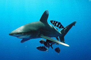 Страны СИТЕС проголосовали за то, чтобы повысить статус нескольких видов акул