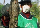 В Тегеране началась борьба с полчищами крыс-мутантов