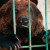 На Алтае ищут сбежавшего из частной усадьбы медведя