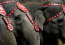 В США ищут злоумышленников, стрелявших в слона