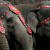 В США ищут злоумышленников, стрелявших в слона