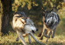 Охотники в Омской области хотят, а чиновники не разрешают отстреливать волков