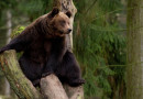 В Томской области медведь залез в автомобиль егеря