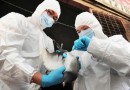 В России птичьего гриппа H7N9 на данный момент нет