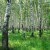 Как обеспечить эффективную защиту леса в новых условиях