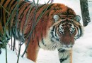 В заповеднике «Бастак» одинокому тигру подыскали тигрицу Золушку