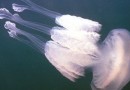 Для снижения популяции медуз, специалисты ООН предложили их есть