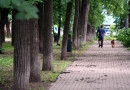 Ради расширения дороги в Нижнем Новгороде срубят сотню деревьев в парке