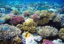 Осветление морских облаков защитит коралловые рифы и охладит поверхность океанов