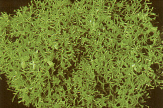 Плавающие водоросли могут стать источником биотоплива