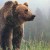 На Камчатке начали использовать ловушку для медведей