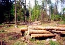 В Белоруссии лес будут выращивать на искусственных плантациях