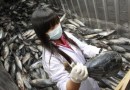 В водах возле «Фукусимы» ученые обнаружили зараженную радиацией рыбу