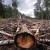 В России незаконно вырубается 800 000 гектаров леса каждый год