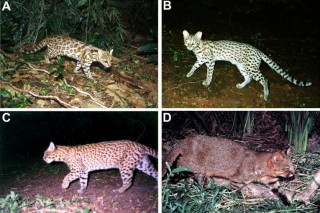 В Бразилии обнаружили неизвестных науке кошек