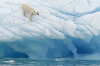 «Арктические» страны будут сообща охранять белых медведей