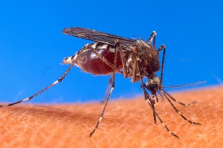 Отпугиватели комаров – гуманная мера для природного баланса