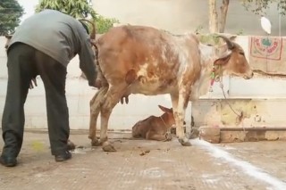 В Индии становится популярным лечение коровьей мочой