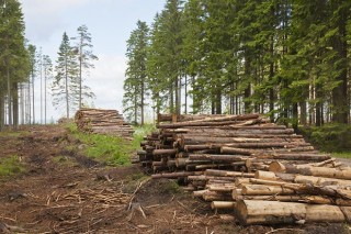 Котельные предприятий Омского лесопромышленного кластера планируют перевести на биотопливо
