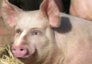 Японские ученые начали выращивать свиней с человеческими органами