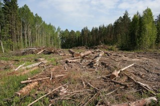 Всемирная лесная вахта будет отслеживать незаконную вырубку лесов через Интернет