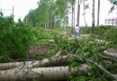 Массовую вырубку деревьев в Минске прокуратура признала законной