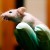 Отключение гена FAT10 позволило увеличить продолжительность жизни мышей на 20 процентов