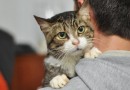 Учеными доказано, что кошки продлевают жизнь своих хозяев