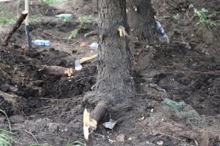 При строительстве паркинга в Воронеже будет предпринята попытка пересадки деревьев