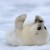 В Белом море из-за массового рождения детенышей гренландских тюленей, ограничили навигацию кораблей