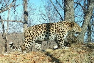За популяцией дальневосточных леопардов в нацпарке Приморья будут следить при помощи фотоловушек