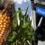 Чистое биотопливо из кукурузы