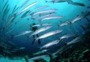 Сможет ли рыба спасти нашу планету?