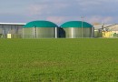 Для производства биогаза украинские торфяники засадят вербой