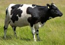 За скрытие случая заражения коровы сибирской язвой жителя Татарстана лишили свободы на два месяца