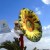 В Тунисе создали безлопастной ветрогенератор