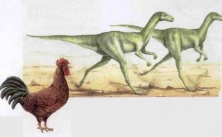 Ученые назвали курицу ближайшим родственником летающих динозавров